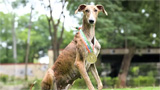 Desi dog ‘Riya’ outshines 116 foreign breeds, wins best tracker and dog of the meet titles
